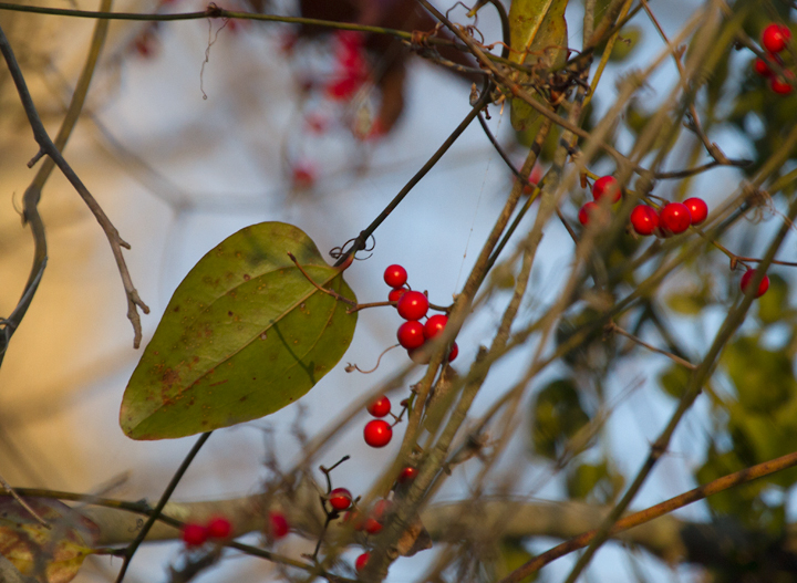 Coral Greenbrier in Dorchester Co., Maryland (11/11/2012). Note the distinctive leaf shape and red berries. Photo by Bill Hubick.