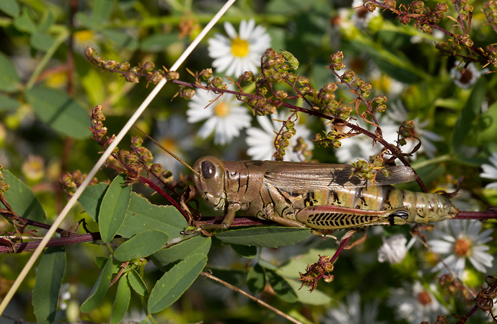 A Differential Grasshopper at Fort Smallwood, Maryland (10/21/2012). <br />Note the plain wings and black herringbone pattern on the hind leg. Photo by Bill Hubick.