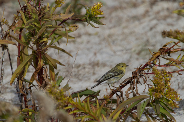 Documentation photo of a late Blackpoll Warbler on Assateague Island, Maryland (11/10/2012). Photo by Bill Hubick.