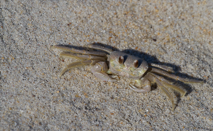 A Ghost Crab on Assateague Island, Maryland (11/10/2012). Photo by Bill Hubick.
