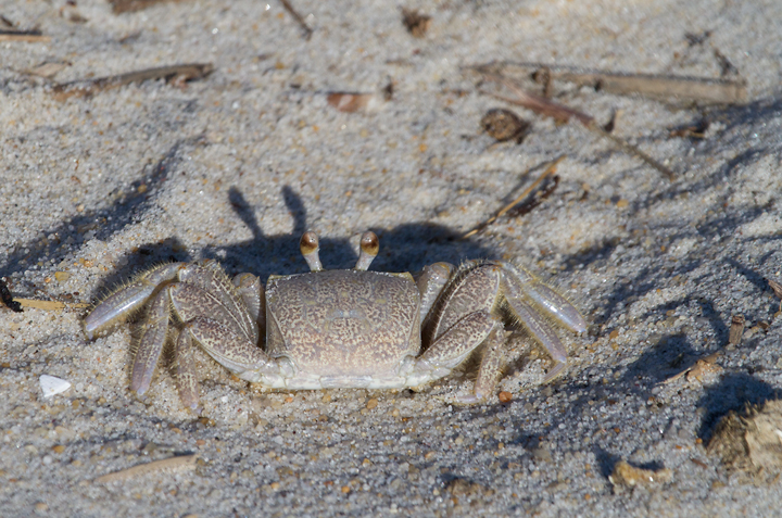 A Ghost Crab on Assateague Island, Maryland (11/10/2012). Photo by Bill Hubick.