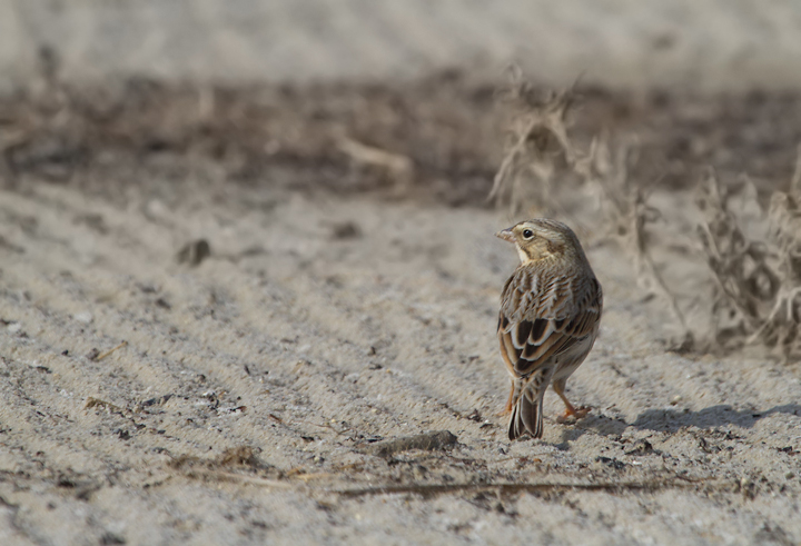 Ipswich Sparrows on Assateague Island, Maryland (11/10/2012). Photo by Bill Hubick.