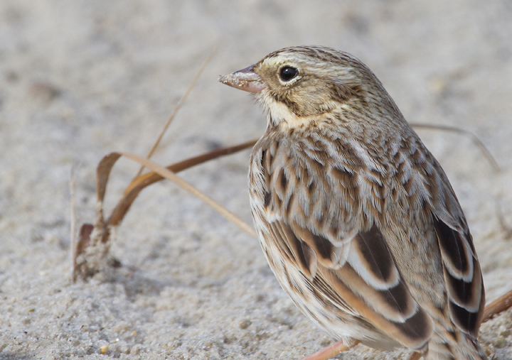 Ipswich Sparrows on Assateague Island, Maryland (11/10/2012). Photo by Bill Hubick.