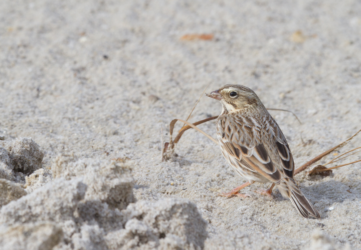 Ipswich Sparrows on Assateague Island, Maryland (11/10/2012). Photo by Bill Hubick.