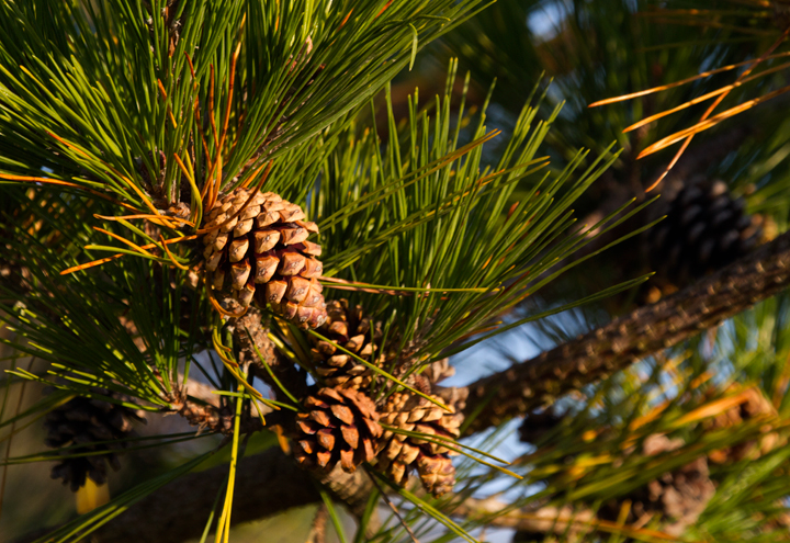 Japanese Black Pine is common on Assateague Island, especially the State Park (11/10/2012). Photo by Bill Hubick.