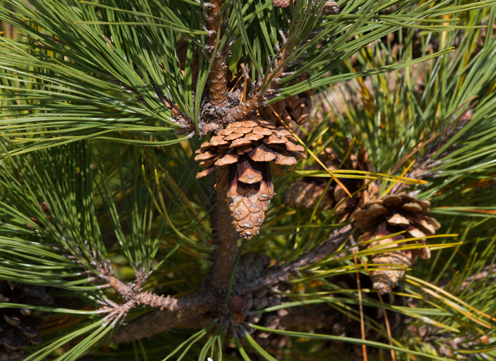 Japanese Black Pine is common on Assateague Island, especially the State Park (11/10/2012). Photo by Bill Hubick.