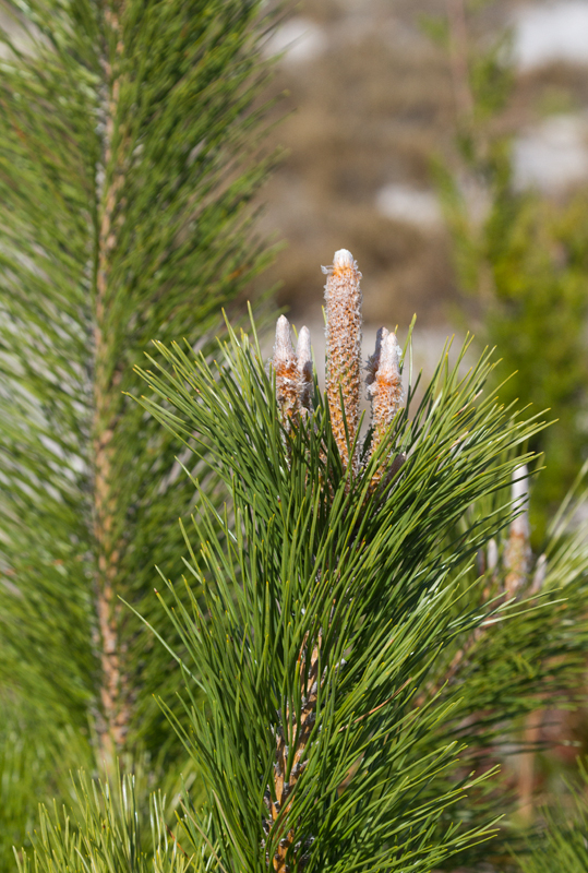 Japanese Black Pine is common on Assateague Island, especially the State Park (11/10/2012). Photo by Bill Hubick.