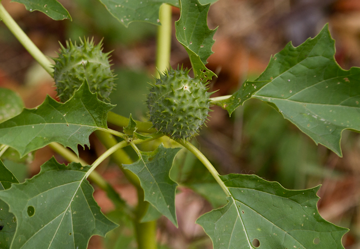 Jimsonweed in Anne Arundel Co., Maryland (10/13/2012). A powerful (and dangerous) hallucinogen. Photo by Bill Hubick.