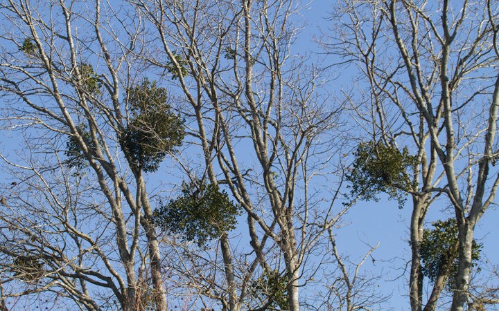Oak Mistletoe in Worcester Co., Maryland (11/11/2012). Photo by Bill Hubick.