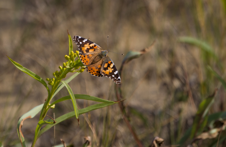 A Painted Lady on Assateague Island, Maryland (11/10/2012). Photo by Bill Hubick.