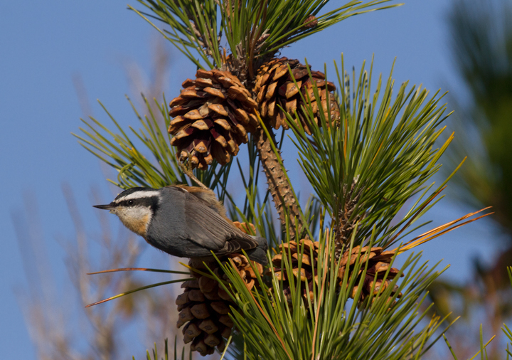 A Red-breasted Nuthatch foraging in Japanese Black Pine, Assateague Island (11/10/2012). Photo by Bill Hubick.