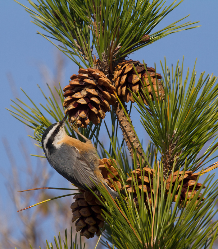 A Red-breasted Nuthatch foraging in Japanese Black Pine, Assateague Island (11/10/2012). Photo by Bill Hubick.