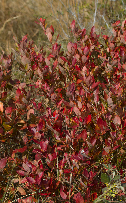Red-stemmed Storksbill on Assateague Island, Maryland (11/10/2012). Photo by Bill Hubick.