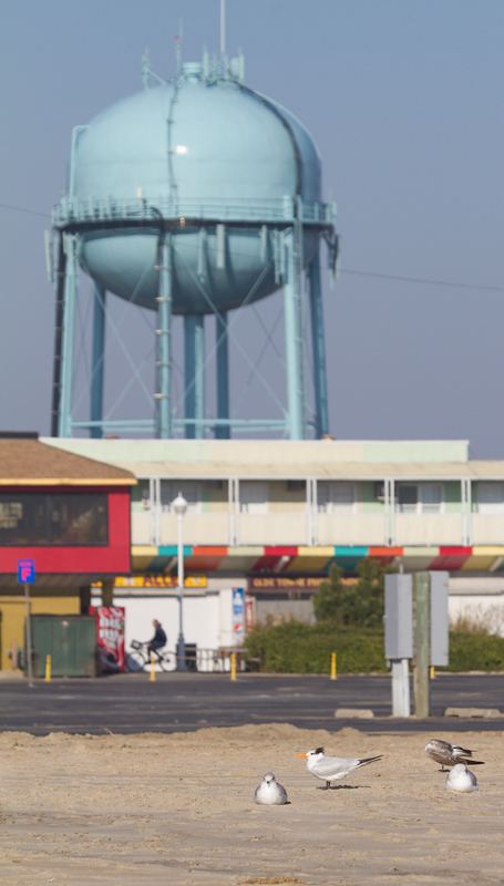 A Royal Tern lingering in Ocean City, Maryland (11/11/2012). Photo by Bill Hubick.