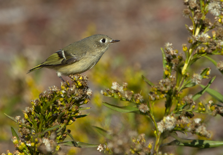 A Ruby-crowned Kinglet foraging in the Seaside Goldenrod on Assateague Island, Maryland (11/10/2012). Photo by Bill Hubick.