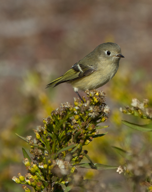 A Ruby-crowned Kinglet foraging in the Seaside Goldenrod on Assateague Island, Maryland (11/10/2012). Photo by Bill Hubick.