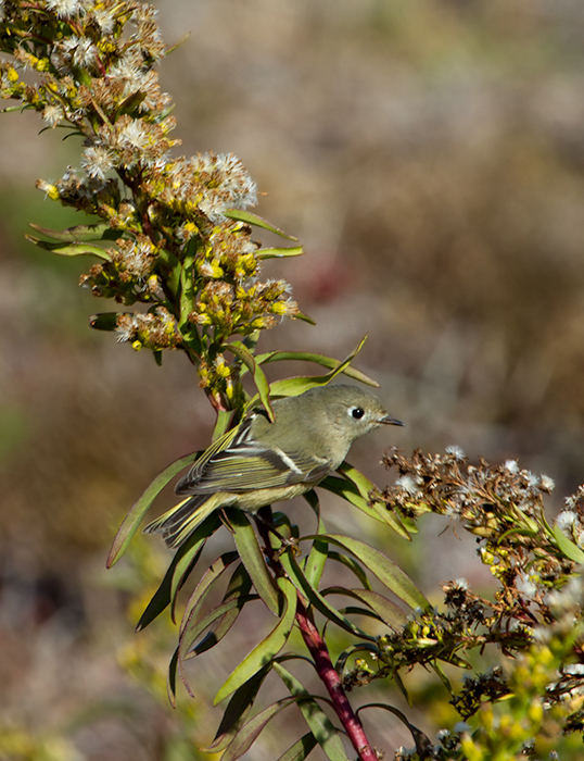 A Ruby-crowned Kinglet foraging in the Seaside Goldenrod on Assateague Island, Maryland (11/10/2012). Photo by Bill Hubick.
