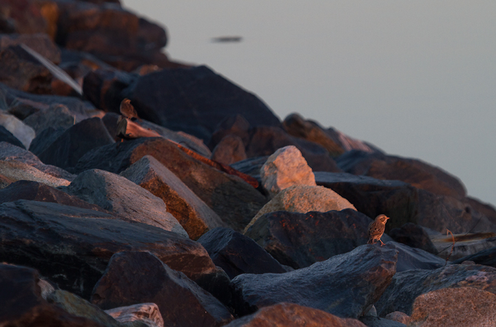 An uncommon comparison of the two subspecies, which shows the difference in overall impression from a distance (Assateague Island, Maryland, 11/10/2012). The difference would be even more striking if not for the warm dawn light. Photo by Bill Hubick.