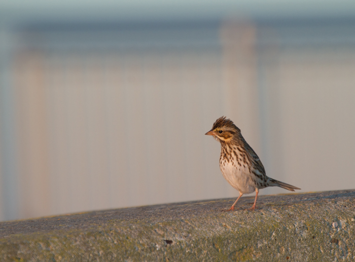 A typical Eastern Savannah Sparrow for comparison - Assateague Island, Maryland (11/10/2012). Photo by Bill Hubick.