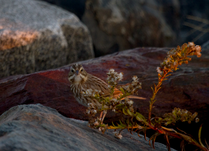 Ipswich Sparrows on Assateague Island, Maryland (11/10/2012). Photo by Bill Hubick.