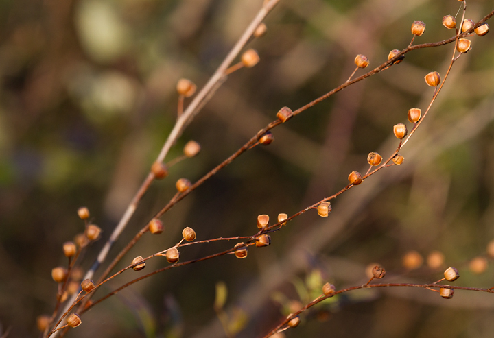 Seedbox (<em>Ludwigia alterniflora</em>) in Dorchester Co., Maryland (11/11/2012). Photo by Bill Hubick.