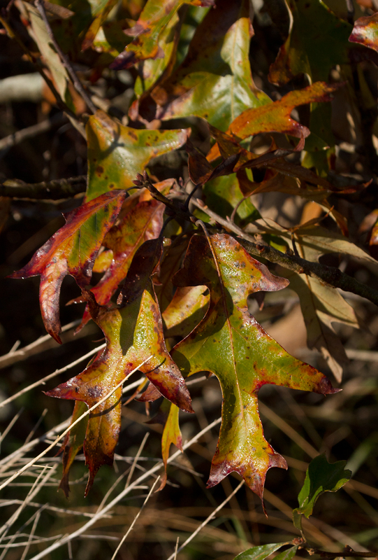 Southern Red Oak on Assateague Island, Maryland (11/10/2012). Photo by Bill Hubick.