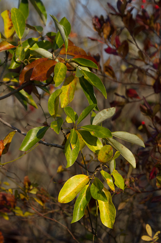 Sweetbay in Dorchester Co., Maryland (11/11/2012). Photo by Bill Hubick.