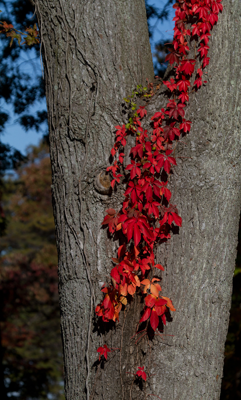 Virginia Creeper at Fort Smallwood, Maryland (10/21/2012). Photo by Bill Hubick.