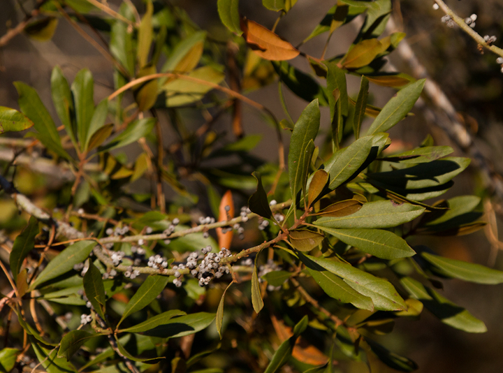 Wax Myrtle with fruit in Dorchester Co., Maryland (11/11/2012). Photo by Bill Hubick.