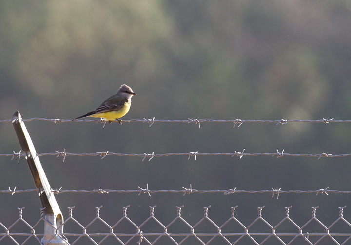 A Western Kingbird at the Ocean City Airport, Worcester Co., Maryland (11/11/2012). Found by Mikey Lutmerding on the Rarity Roundup - the best birding weekend of the year. Photo by Bill Hubick.