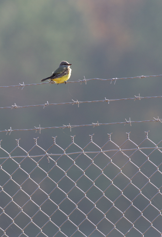 A Western Kingbird at the Ocean City Airport, Worcester Co., Maryland (11/11/2012). Found by Mikey Lutmerding on the Rarity Roundup - the best birding weekend of the year. Photo by Bill Hubick.