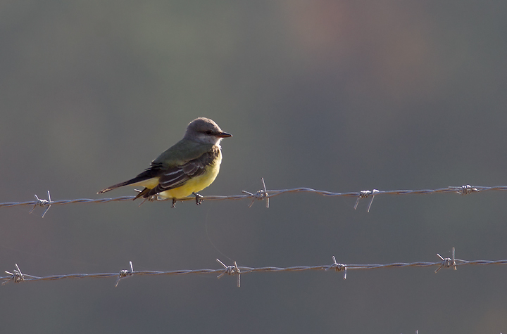 A Western Kingbird at the Ocean City Airport, Worcester Co., Maryland (11/11/2012). Found by Mikey Lutmerding on the Rarity Roundup - the best birding weekend of the year. Photo by Bill Hubick.