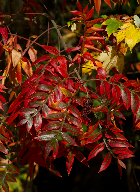 Winged Sumac near Fort Smallwood, Maryland (10/20/2012). Photo by Bill Hubick.