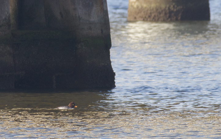 A hen Barrow's Goldeneye on the Choptank River in Talbot Co., Maryland (12/15/2012). Found by Jeff Culler and Joe Hanfman. Photo by Bill Hubick.