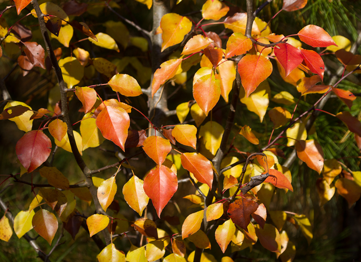Bradford Pear leaves in Dorchester Co., Maryland (11/11/2012). Photo by Bill Hubick.