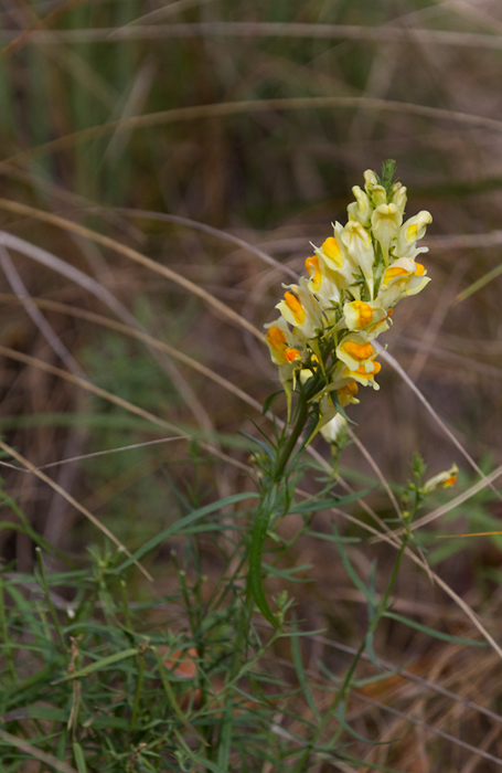 Butter and Eggs blooming at Fort Smallwood Park, Maryland (11/4/2012). Photo by Bill Hubick.