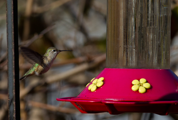A Calliope Hummingbird in Talbot Co., Maryland (11/17/2012). Thanks to Vince De Sanctis for the hospitality. Photo by Bill Hubick.