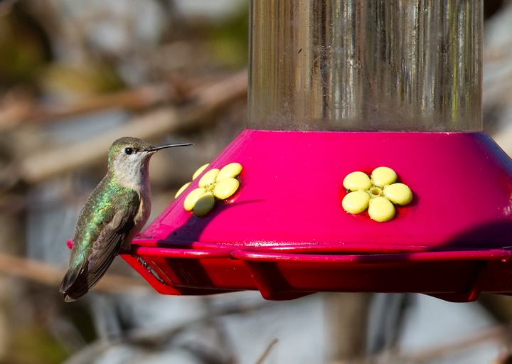 A Calliope Hummingbird in Talbot Co., Maryland (11/17/2012). Thanks to Vince De Sanctis for the hospitality. Photo by Bill Hubick.