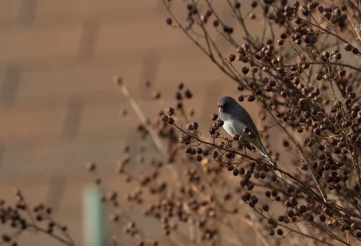 A Dark-eyed Junco feeding on Crepe Myrtle in Kent Co., Maryland (12/15/2012). Photo by Bill Hubick.