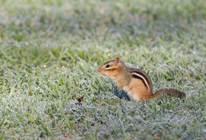 An Eastern Chipmunk in Carroll Co., Maryland (11/21/2012). Photo by Bill Hubick.
