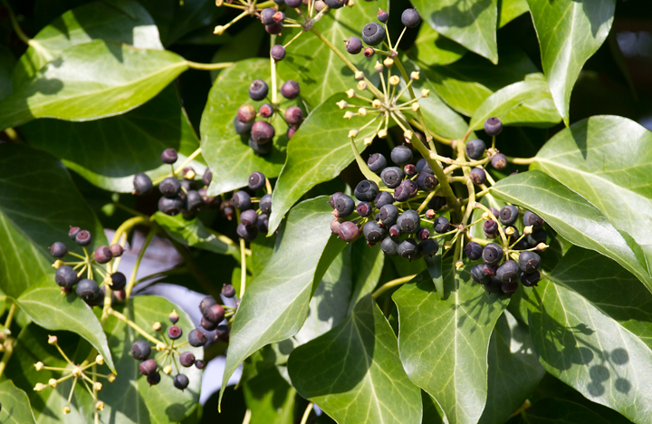 English Ivy berries in Chestertown, Maryland (12/15/2012). Jim Stasz mentioned that one of our few Western Tanager records involved a bird that was noted feeding on this species' berries. Photo by Bill Hubick.