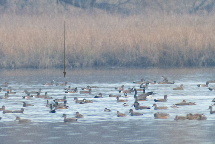 My contribution to rare waterfowl this month, a drake Eurasian Wigeon, did not permit much in terms of documentation as he was distant and it was late in the afternoon. Amazingly, Mikey Lutmerding found three males and a female the following day. Photo by Bill Hubick.