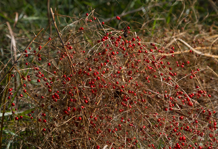 Garden Asparagus with berries in Dorchester Co., Maryland (12/23/2012). Photo by Bill Hubick.