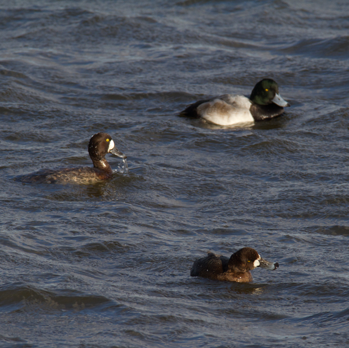 Greater Scaup off Kent Island, Maryland (12/22/2012). Photo by Bill Hubick.