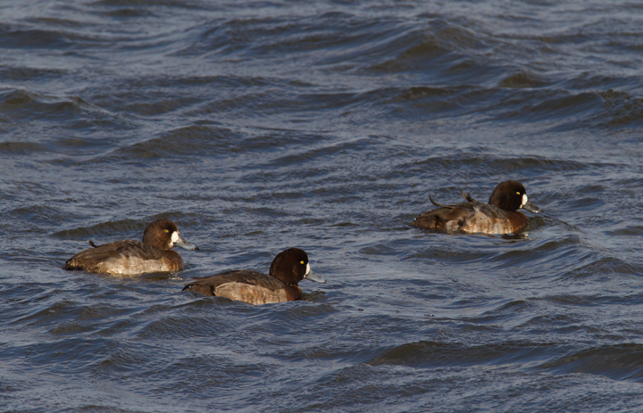 Greater Scaup off Kent Island, Maryland (12/22/2012). Photo by Bill Hubick.