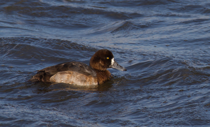 Greater Scaup off Kent Island, Maryland (12/22/2012). Photo by Bill Hubick.