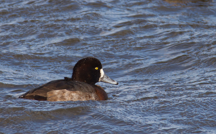 Greater Scaup off Kent Island, Maryland (12/22/2012). Photo by Bill Hubick.