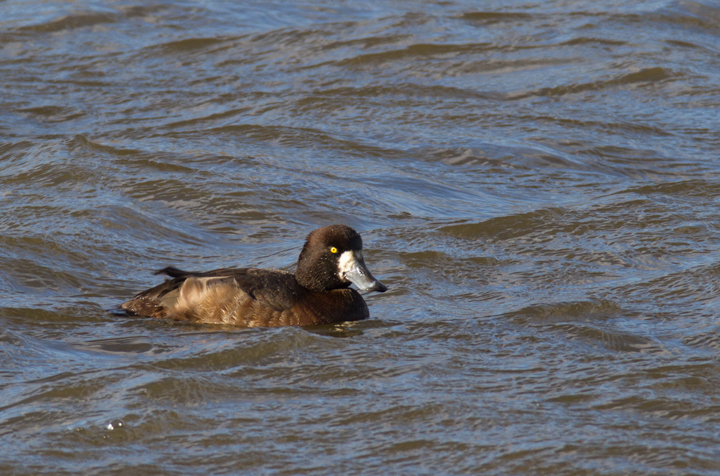 Greater Scaup off Kent Island, Maryland (12/22/2012). Photo by Bill Hubick.