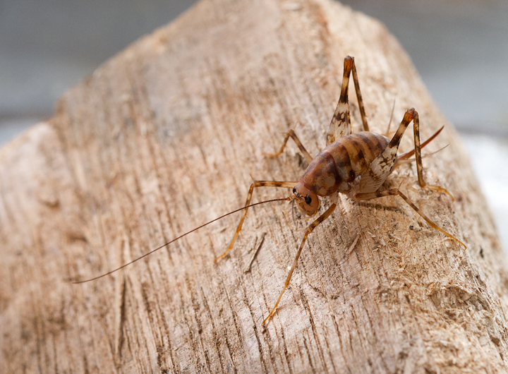 A Greenhouse Camel Cricket found in my garage in Pasadena, Maryland (11/12/2012). Photo by Bill Hubick.