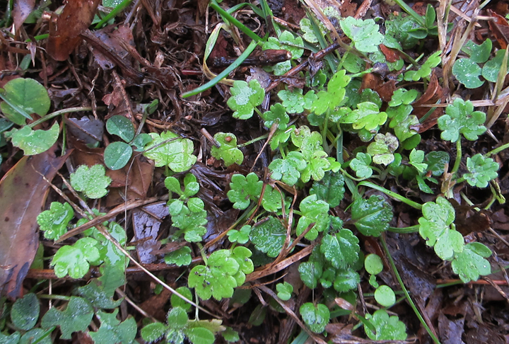 Ivy-leaved Speedwell in Baltimore Co., Maryland (12/8/2012). Photo by Bill Hubick.